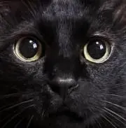 フーレイ