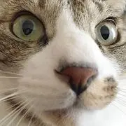 ゆうじんの画像