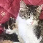 ちゃんみな！年末メガセール！！の画像