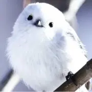 シマエナガの画像