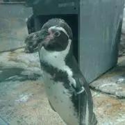 ペチャの画像