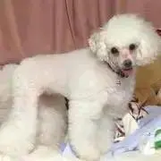 愛加奈