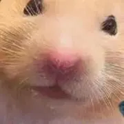 みるの画像