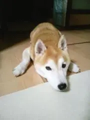 ふるっちの画像