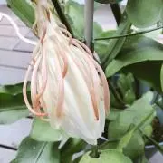 セシルの画像