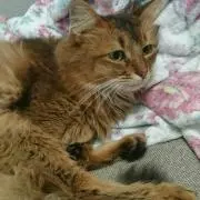 もちお