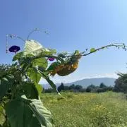 lightの画像