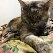 あつし