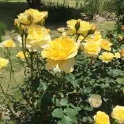 りりあの画像