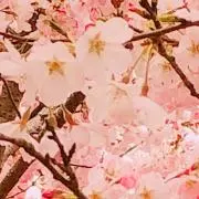 saの画像