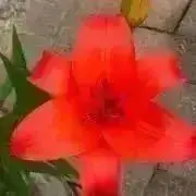 flowerの画像