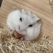 つぶたぬ