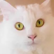 櫻ぼたもち