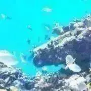 シャリの画像