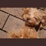 チヨコ
