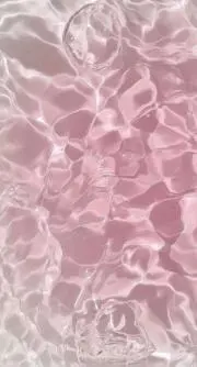 菊の画像