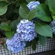 紫陽花の画像