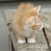 にゃおはるちゃんの画像