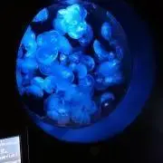イチマルの画像