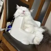 メルローの画像