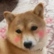 ちゃこの画像