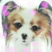 Image of ✨パピヨンプロフ超超セール７日まで✨️
