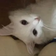 かかかの画像