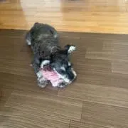 いぬぬんの画像