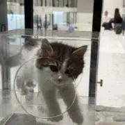 あいごの画像