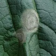 キュウリ君の画像
