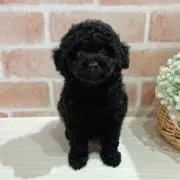 だいすーの画像