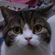 ピ華りんの画像