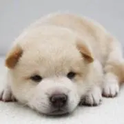 キヨ