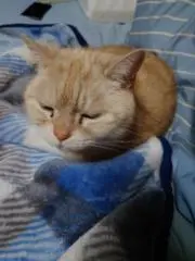 えすおの画像