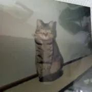 YASUの画像