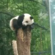 ねこばぁばの画像