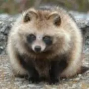 たぬこの画像