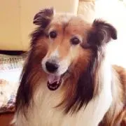 金太郎