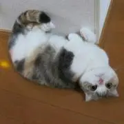 三毛アンジェロ