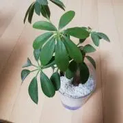 ☆AYA ぱん☆断捨離中☆★( ꈍᴗꈍ)の画像