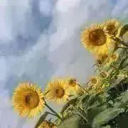mariの画像