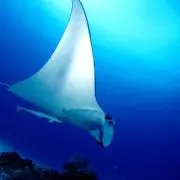 Kの画像