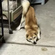 こここっしーの画像