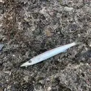 キュウトツ　プロフ参照の画像