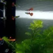 みやりん