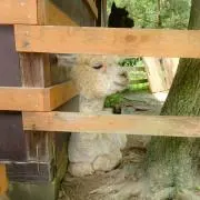 あゆとの画像
