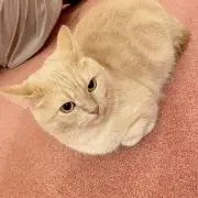 あかり