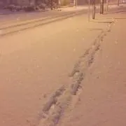 梢の画像