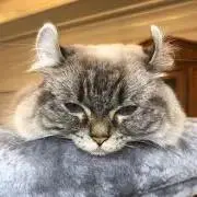 まこちゃまの画像