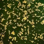 金箔の画像